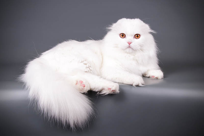white scottish fold cat sitting