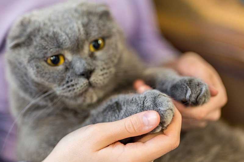 woman holding cat's paws