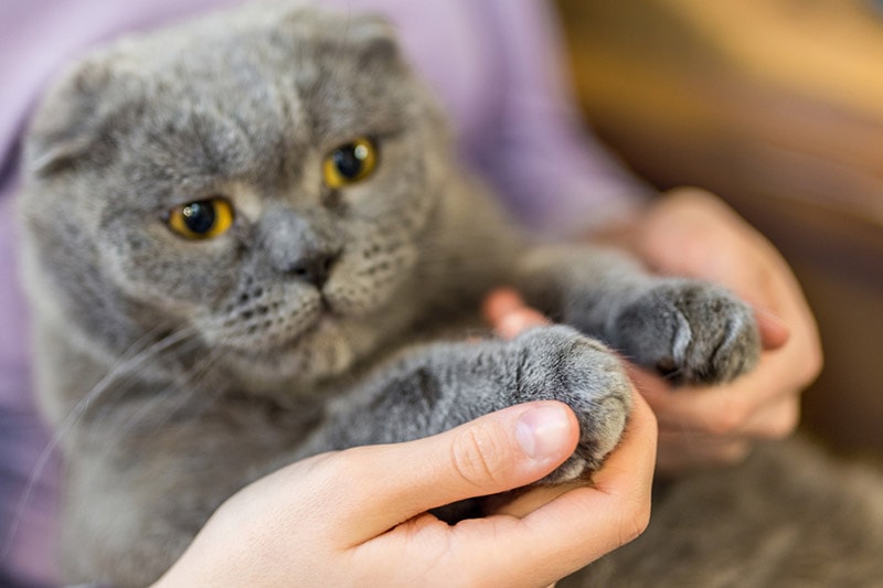 Cat shop declawed cost