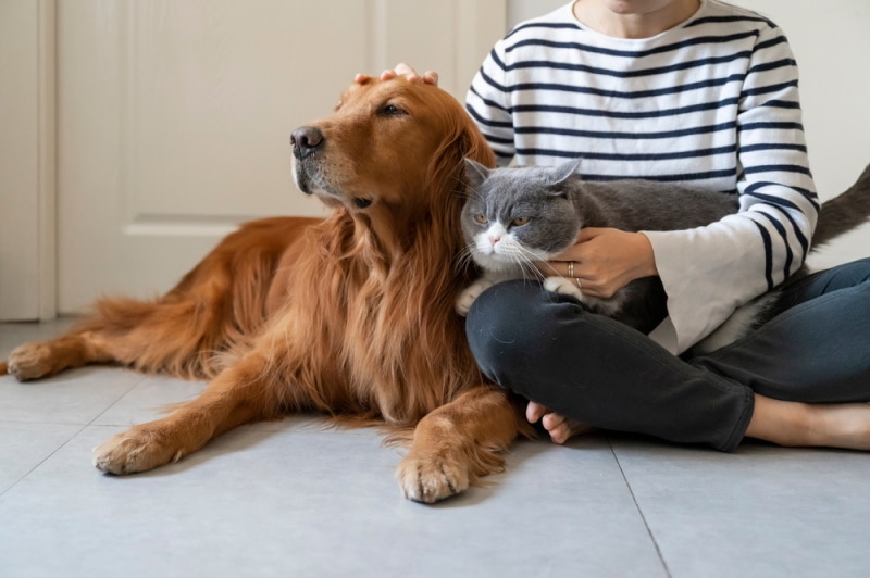 woman introducing cat to dog