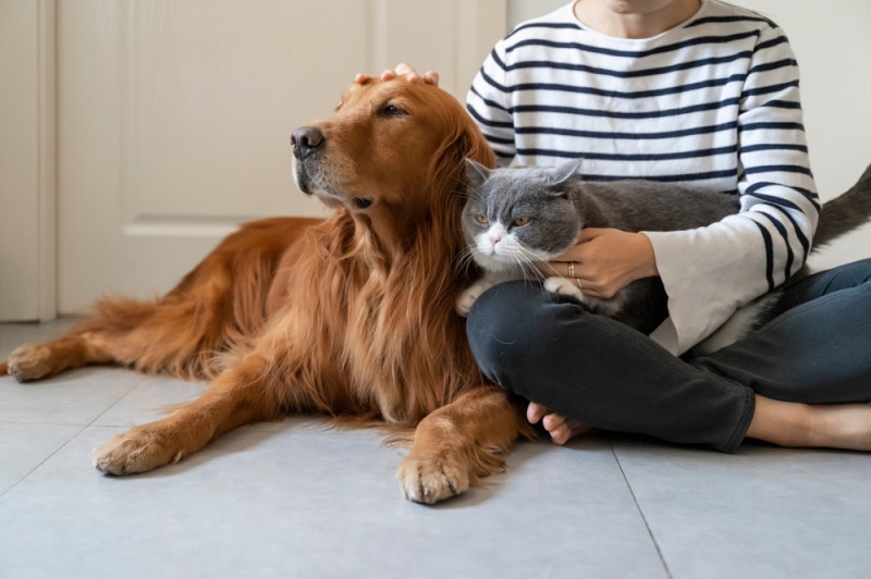 woman introducing cat to dog woman introducing cat to dog
