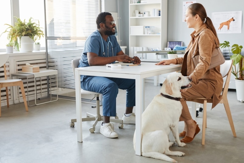 woman talking to vet