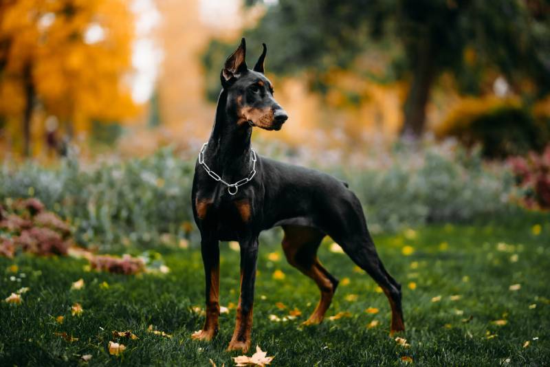 young female doberman dog posing