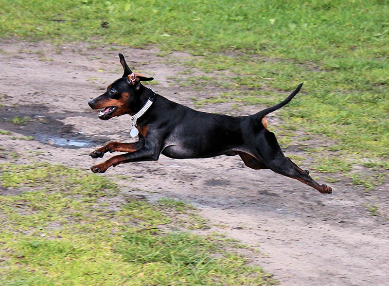 young manchester terrier running