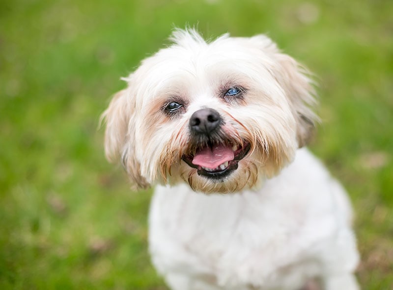 A Shih Tzu dog with cataracts in one eye