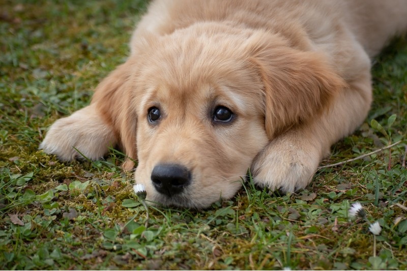 A sad golden retriever dog lies in the grass