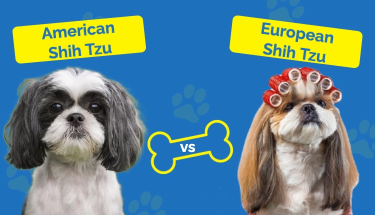 American vs European Shih Tzu featured