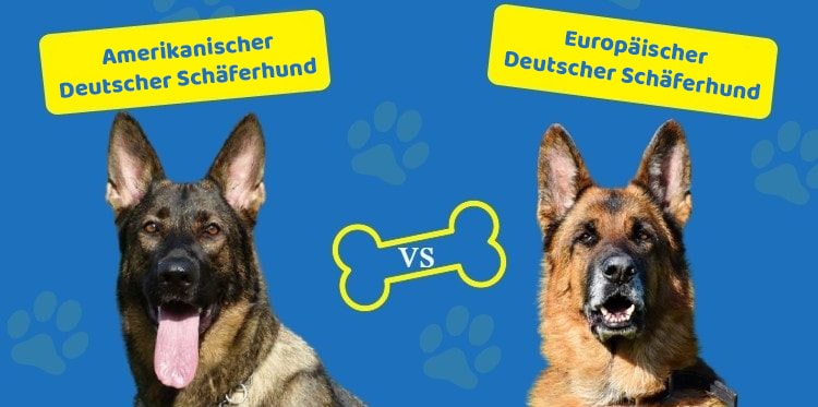 Amerikanischer und europäischer Deutscher Schäferhund nebeneinander