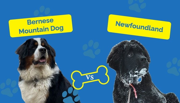 Bernese Mountain Dog vs Newfoundland