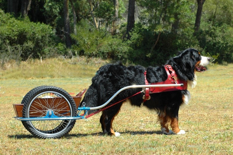Bernese Mountain dog doing carting in the park