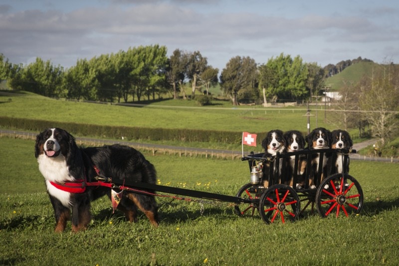 Bernese mountain dog towing a cart with 4 puppies in the cart