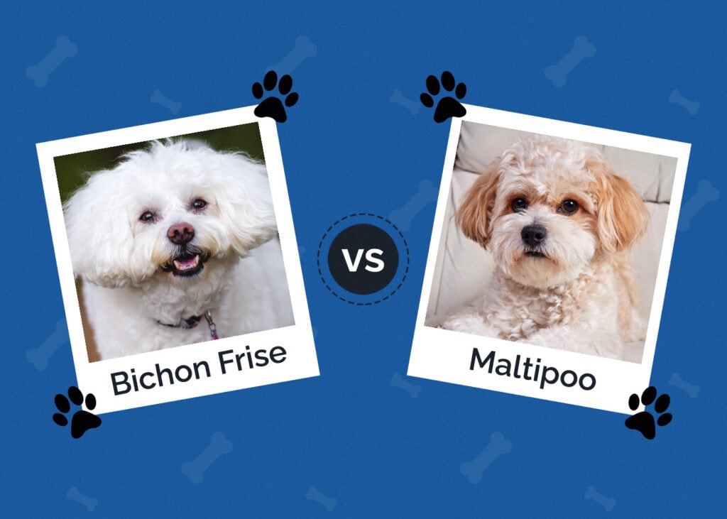 Bichon Frise vs Maltipoo