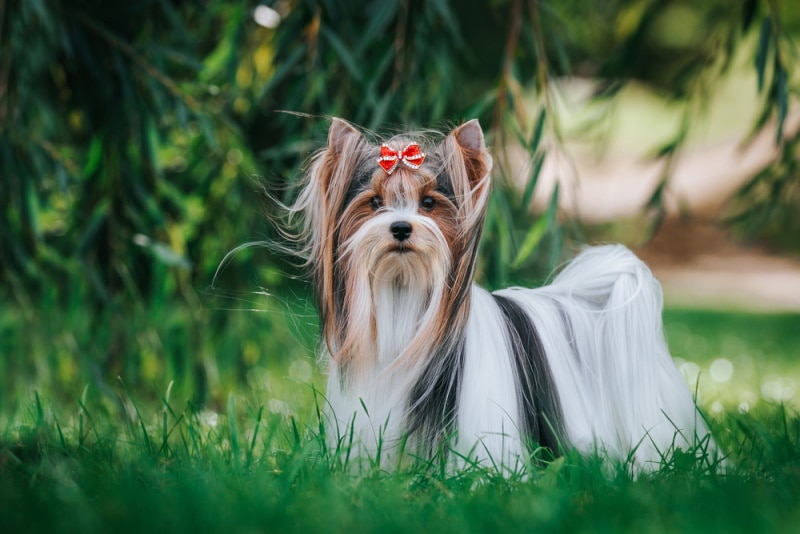 Biewer terrier in the grass