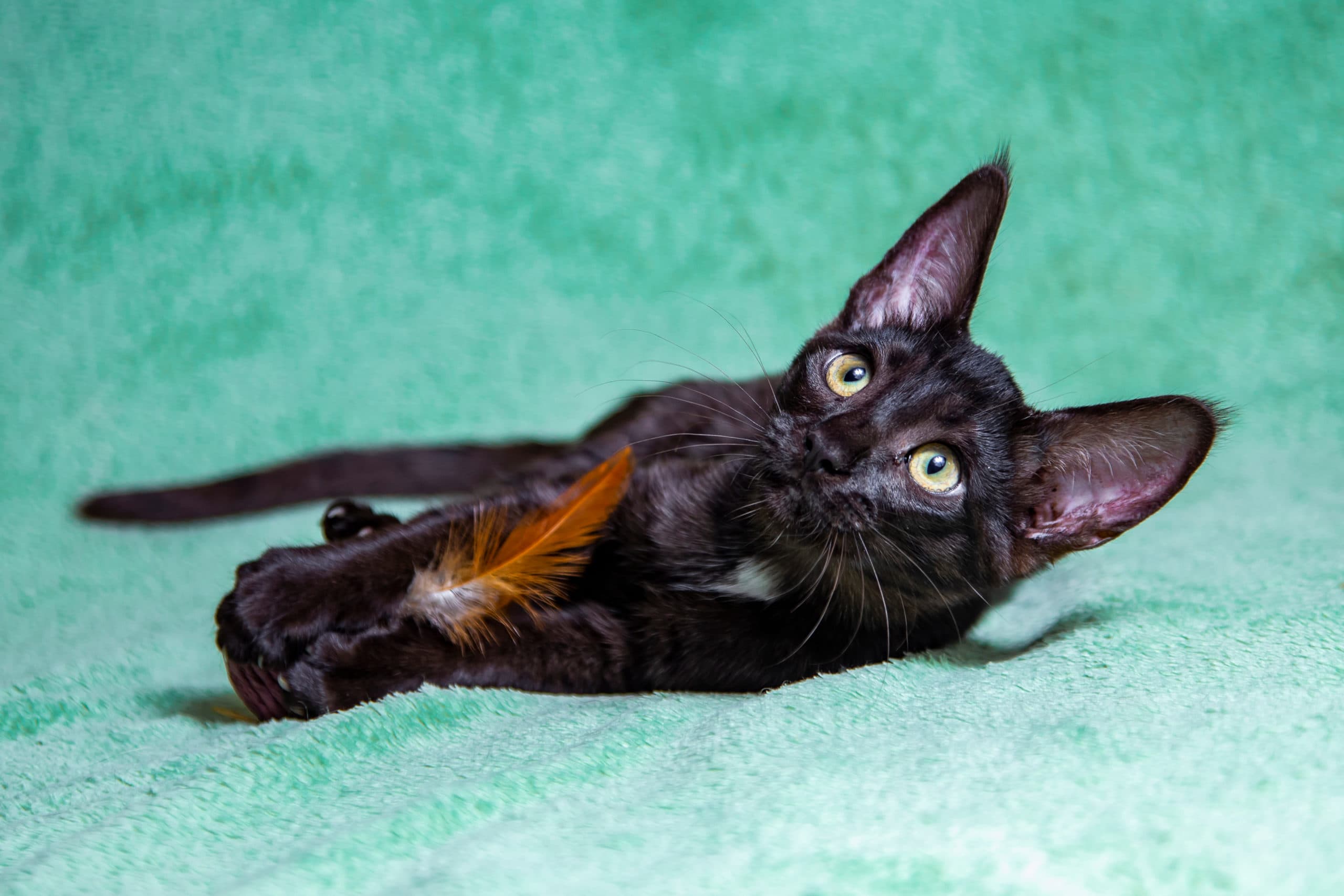 Mèo Savannah đen chơi với đồ chơi lông vũ