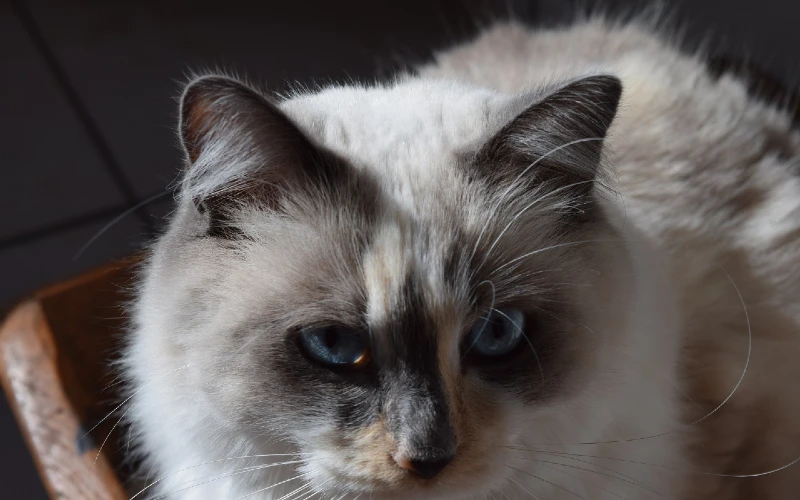 Mèo Ragdoll điểm kem xanh