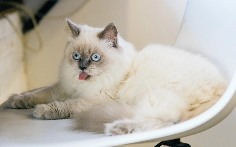 Mèo Ragdoll điểm xanh