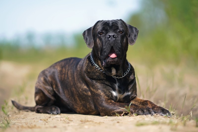 Brindle Cane Corso lying on the grass