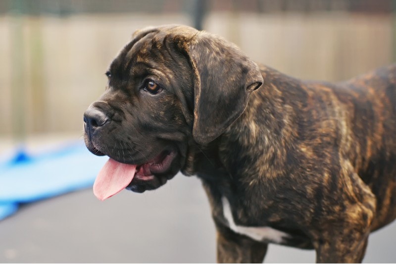 Brindle Cane Corso puppy staying on a trampoline