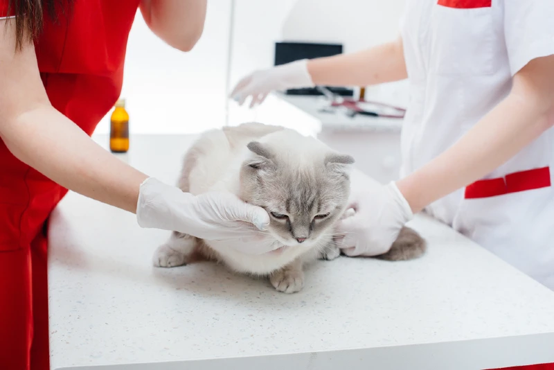 mèo anh lông ngắn đang được bác sĩ thú y điều trị