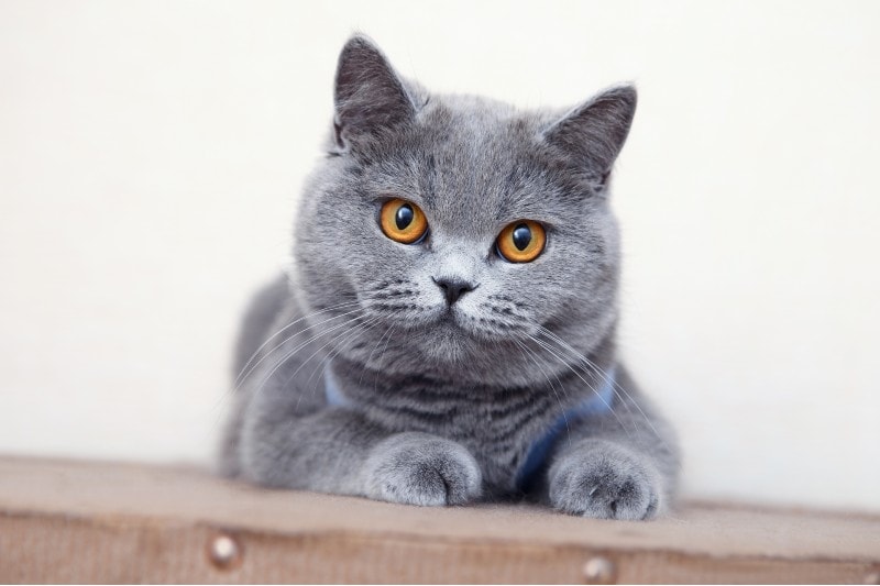 British shorthair grey cat sitting on a wooded table
