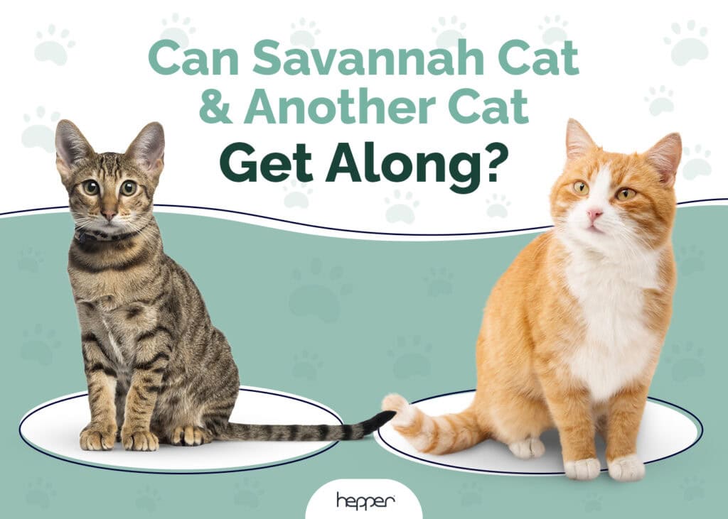 Can Savannah Cat and Another Cat Get Along