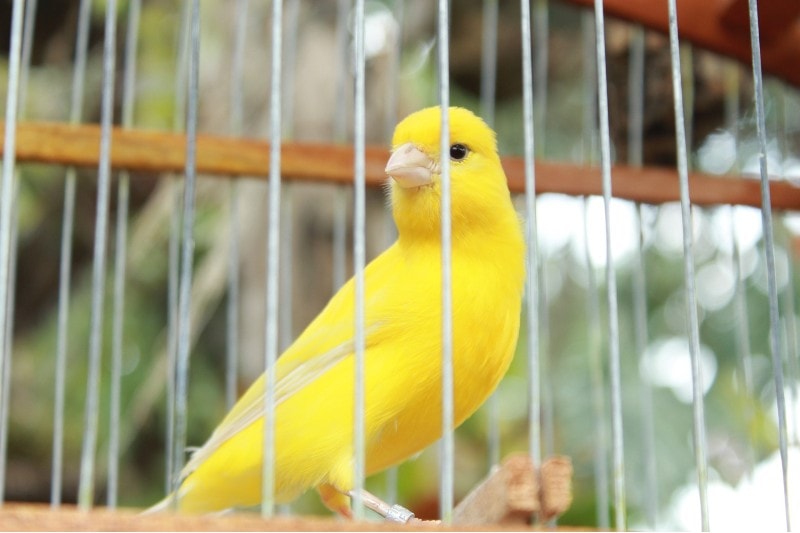 chim hoàng yến màu vàng bên trong lồng