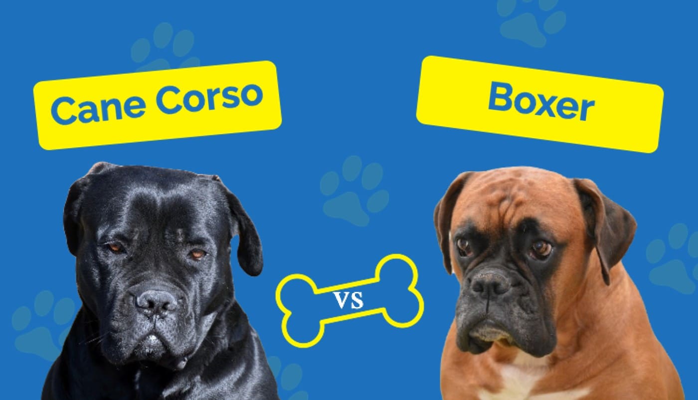 Cane Corso vs Boxer