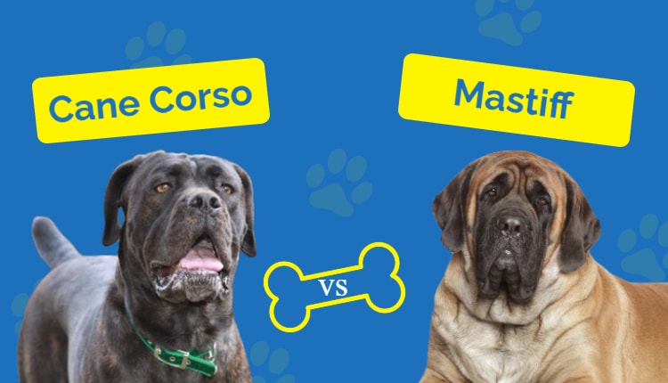 Cane Corso vs Mastiff