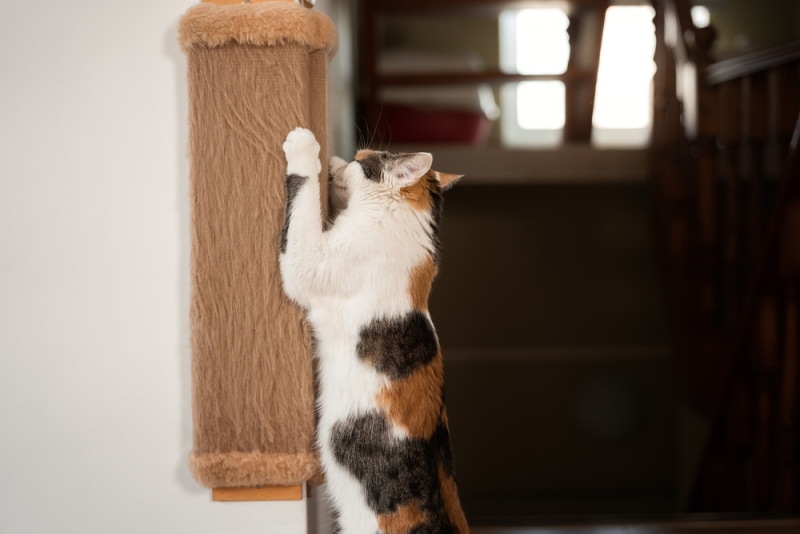 Cat scratching on a post mounted on wall