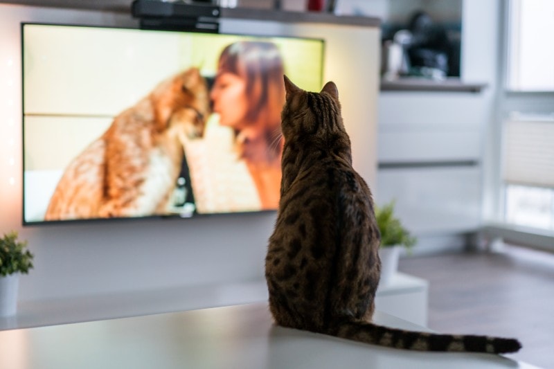 Cat watching tv program about big cats