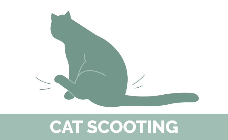 Cat scratching best sale bottom on carpet