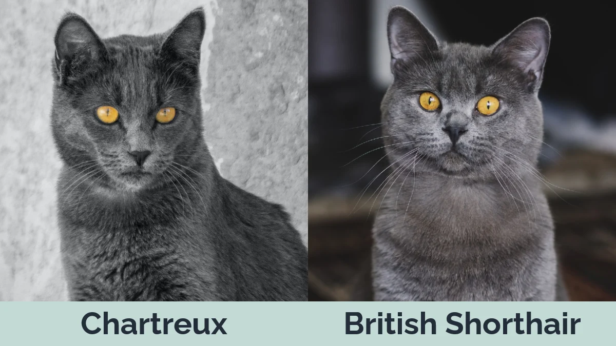 Chartreux vs British Shorthair - Visual Differences