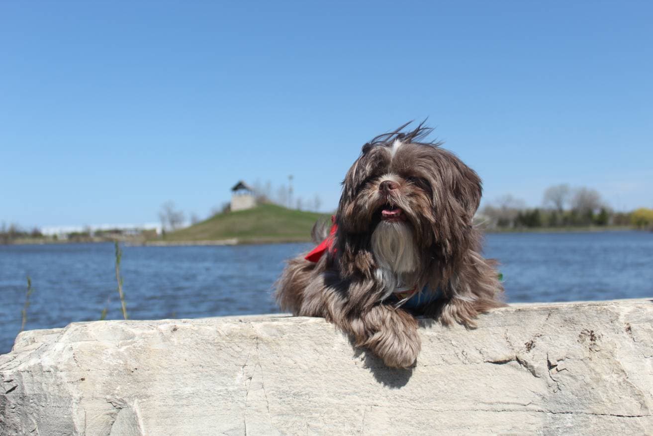 Chocolate Brown Shih Tzu