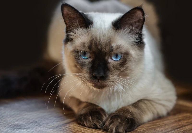 Chú mèo Ragdoll điểm sô cô la