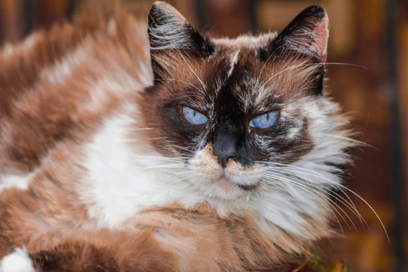 Sô cô la Tortie Point mèo Ragdoll