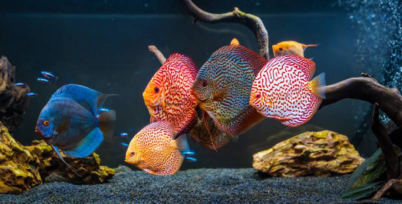 Cá đĩa Symphysodon đầy màu sắc phân chia cá trong bể cá