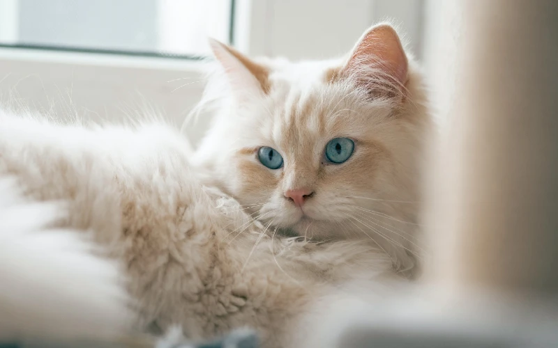 Cream Point Ragdoll cat