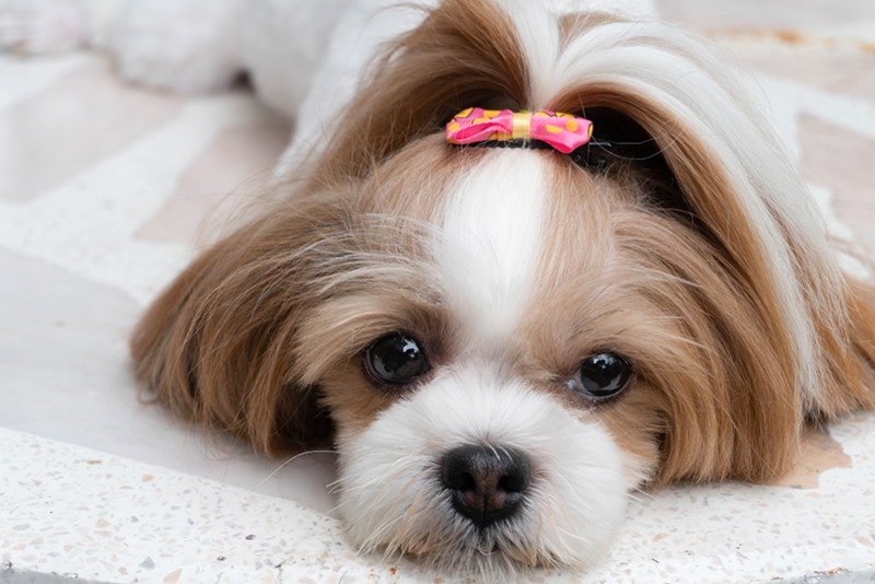 Cute Shih Tzu the dog looks at the owner with sleepiness.
