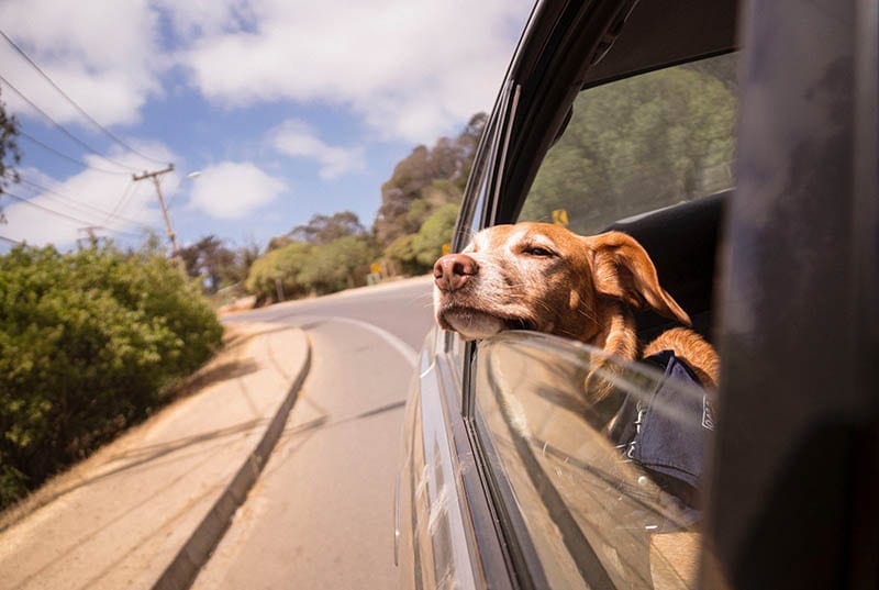 Dog relaxing while sticking head head out of the car window