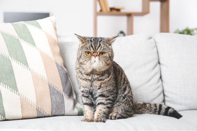 Exotic Shorthair on the couch