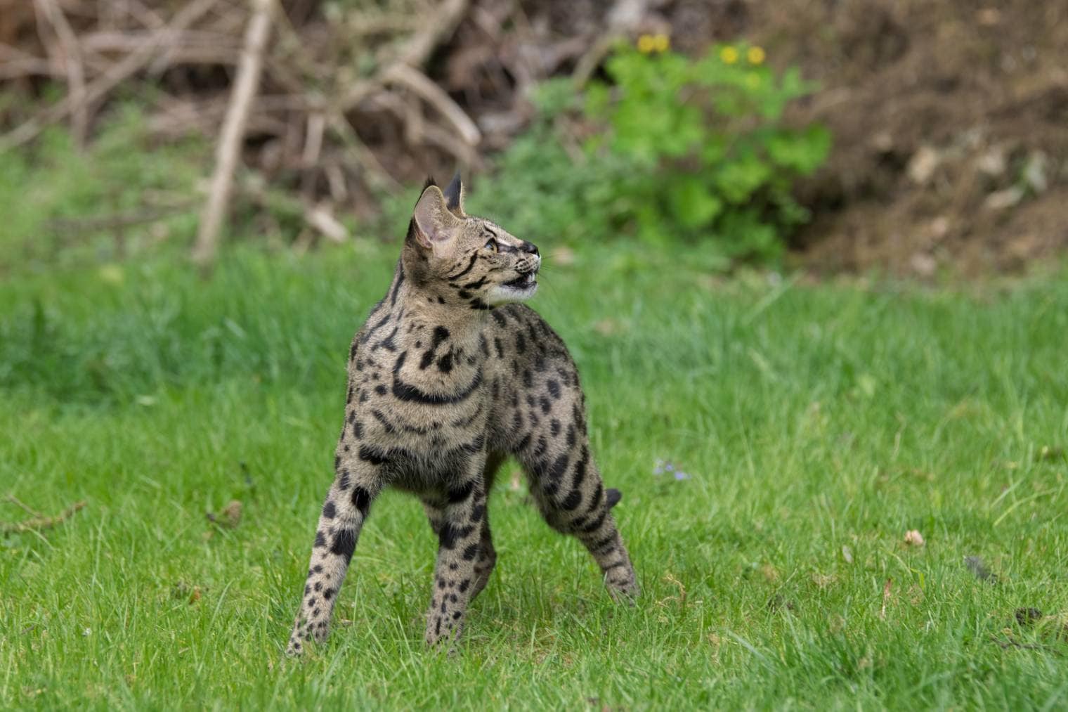 Mèo F1 Savannah