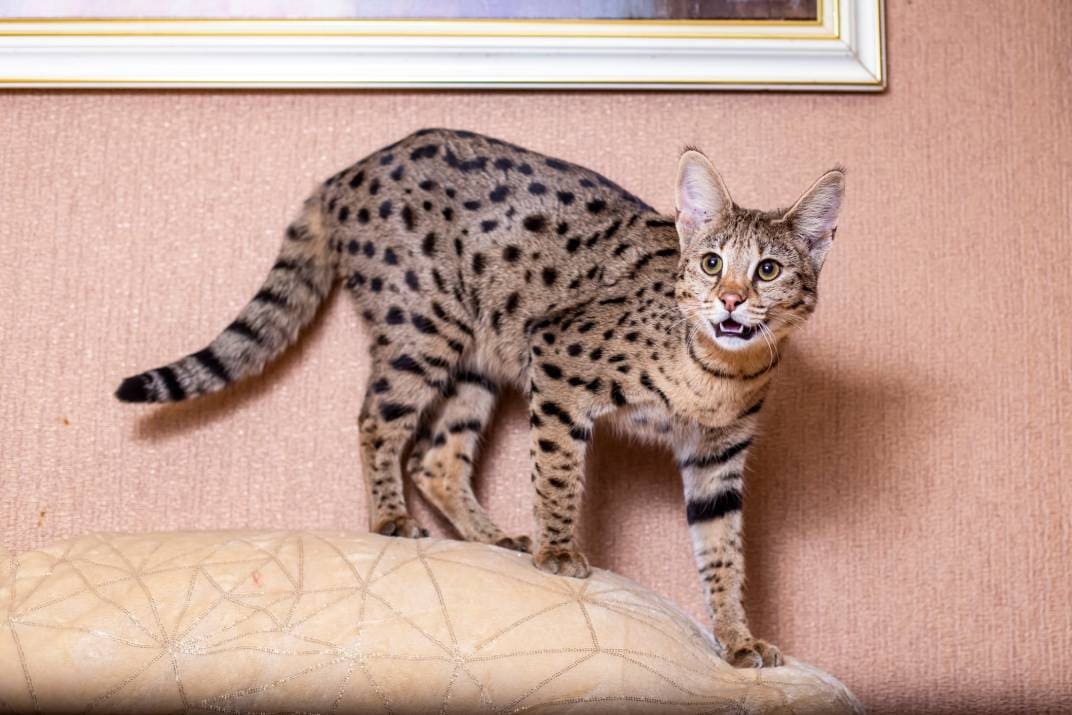 F2 Savannah Cat