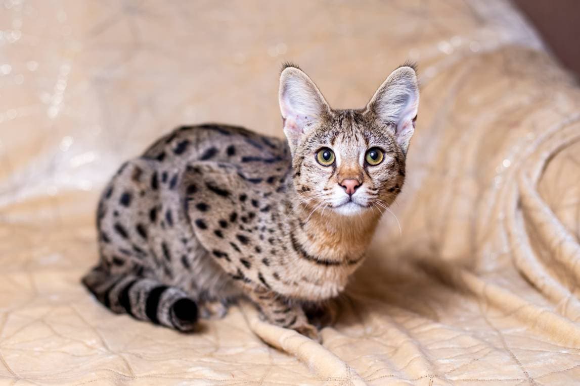 Do Savannah Cats Make Good Pets? Breed Characteristics & Facts Hepper