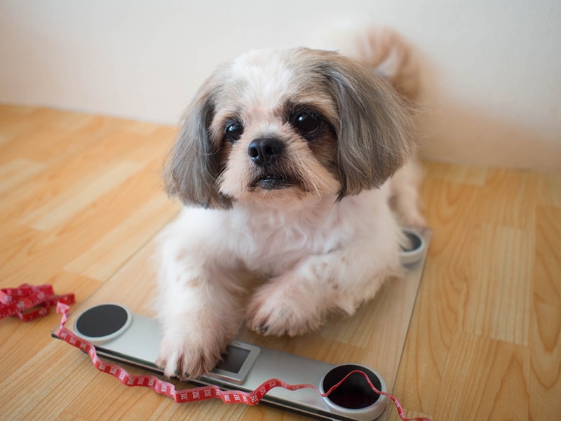 Fat Shih tzu dog sitting on weight scale