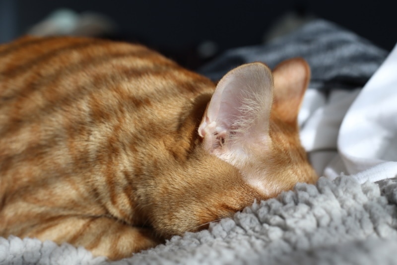 Ginger cat burying head in blanket