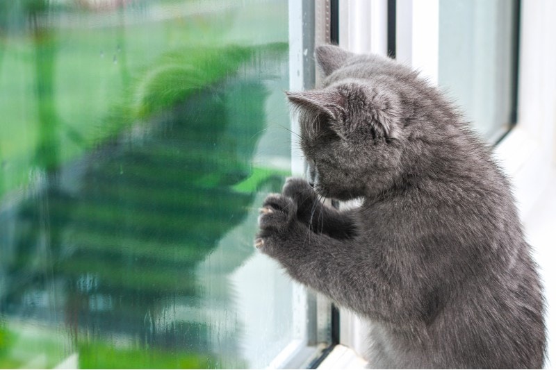 Gray kitten looks and scratches the window