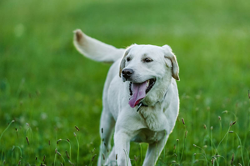 Happy Labrador Retriever running on grass lawn