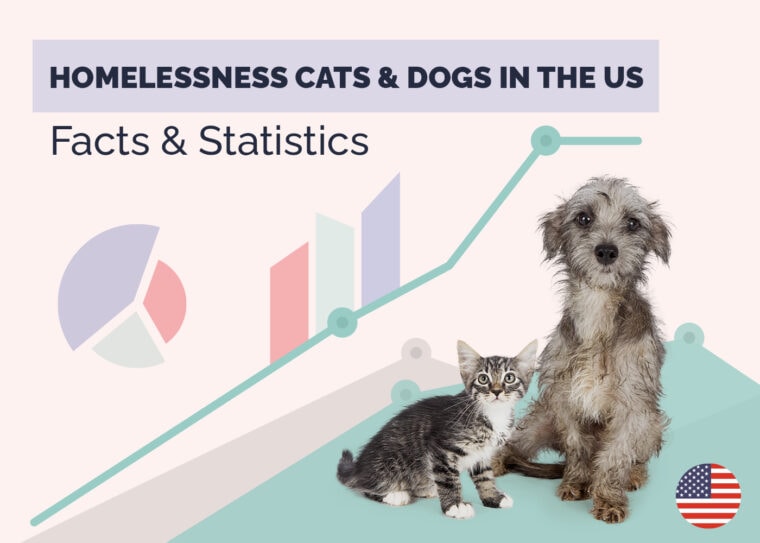 How Many Homeless Cats & Dogs Live in the US? 2024 Statistics Update