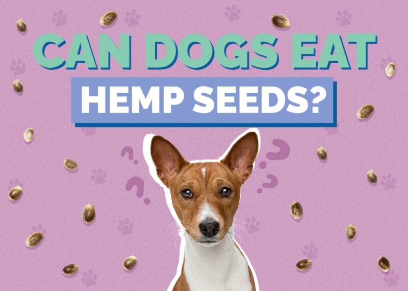 Hepper_Can Dogs Eat_Hemp Seeds