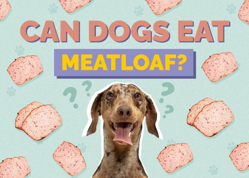 Hepper_Can Dogs Eat_Meatloaf